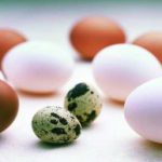 Eggs or bird eggs