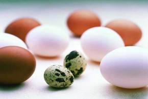 Eggs or bird eggs